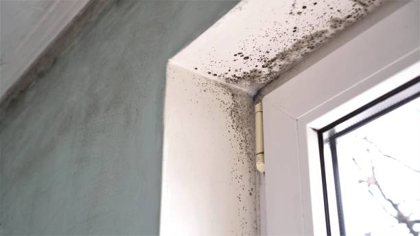 Best Black Mold Remediation in East Greenville, PA