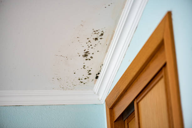 Best HVAC Mold Remediation in East Greenville, PA
