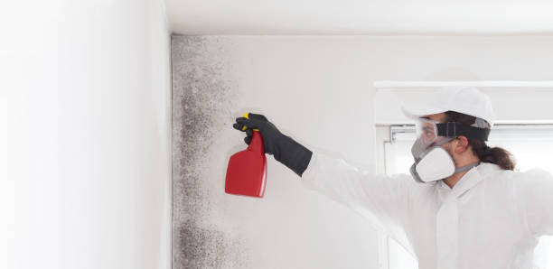 Best Kitchen Mold Remediation in East Greenville, PA